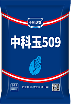 中科玉509